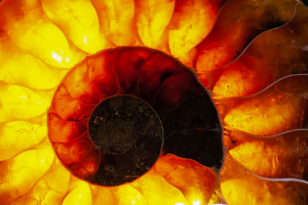 Polished section of an Ammonite with background illumination, Cleoniceras of Cretaceous age from Madagascar.の写真素材