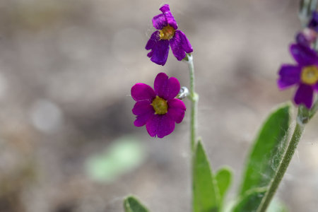 Flowers of a Rusby's primrose, Primula rusbyi