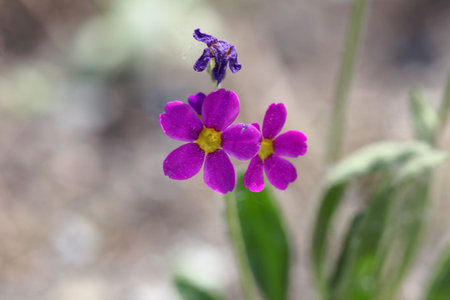 Flowers of a Rusby's primrose, Primula rusbyiの写真素材
