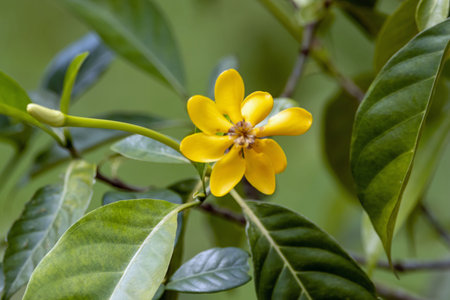 Flowers of a Gardenia mutabilis plant, a species from South-East Asia.の写真素材
