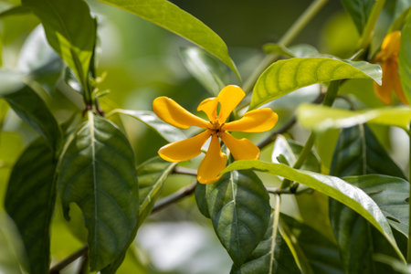 Flowers of a Gardenia mutabilis plant, a species from South-East Asia.の写真素材