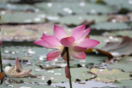 Flower of an Indian lotus, Nelumbo nuciferaの写真素材