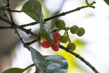 Flower of an Asam gelugur tree, Garcinia atroviridis, a fruit tree from rainforests in Southeast...