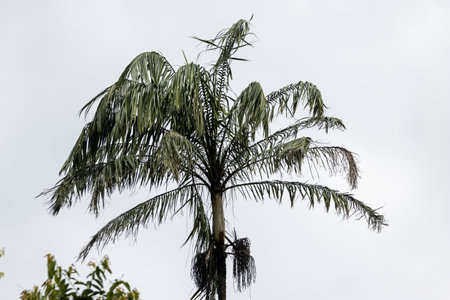 A Nibung palm tree, Oncosperma tigillarium, in Southeast Asia.の写真素材