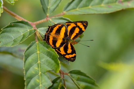 A Malayan Jester Butterfly, Symbrenthia hippoclus, on a plantの写真素材
