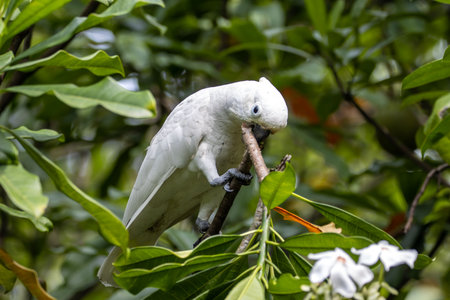 A Tanimbar corella, Cacatua goffiniana, in a tree.の写真素材