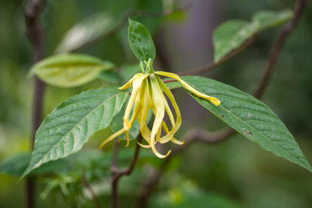 Flower of a Ylang Ylang tree, Cananga odorata, a tropical tree used for the production of essential...