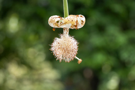 Flower of a Baobab tree, Adansonia digitata