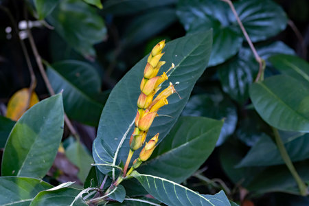 Flower of a Sanchezia speciosa in tropical rain forest.