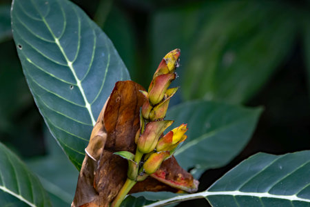 Flower of a Sanchezia speciosa in tropical rain forest.の写真素材