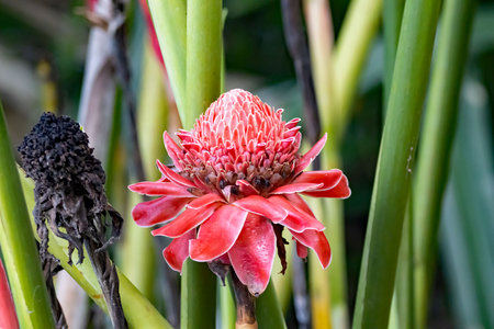 Flower of a torch ginger plant, Etlingera elatiorの写真素材
