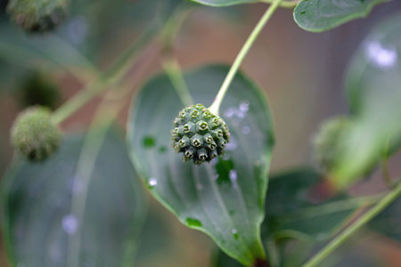 Fruits of a kousa dogwood shrub, Cornus kousa