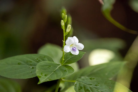 Flower of a Chinese violet, Asystasia gangeticaの写真素材