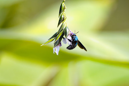 A blue carpenter bee, Xylocopa caerulea, on a flower.