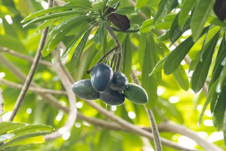 Fruit of a Cassowary plum tree, Cerbera floribunda