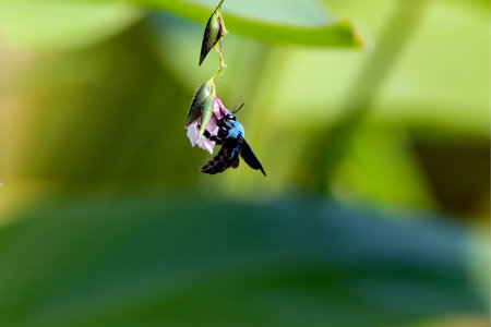 A blue carpenter bee, Xylocopa caerulea, on a flower.の写真素材