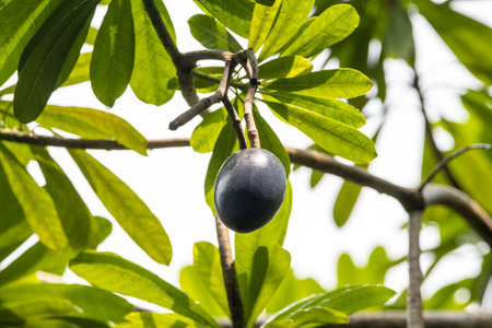 Fruit of a Cassowary plum tree, Cerbera floribundaの写真素材