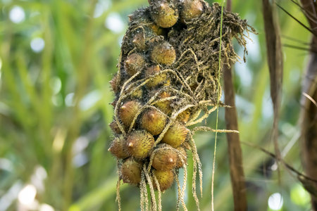 Fruits of a Coquillo palm tree, Astrocaryum alatumの写真素材