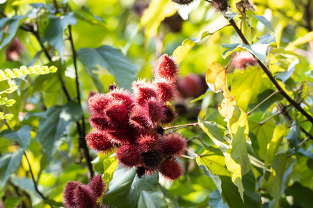 Fruits of a lipstick or achiota tree, Bixa orellanaの写真素材