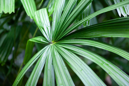 Leaf of a mangrove fan palm, Licuala spinosaの写真素材