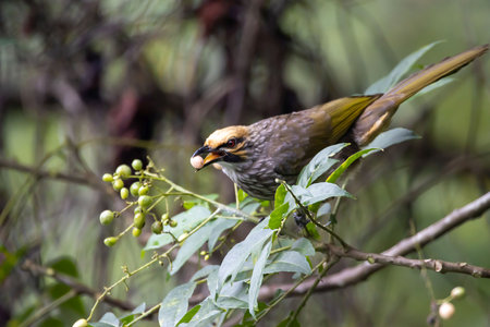 A straw headed bulbul, Pycnonotus zeylanicus, on a branch.の写真素材