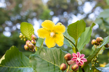 Flower of a simpoh air plant, Dillenia suffruticosaの写真素材