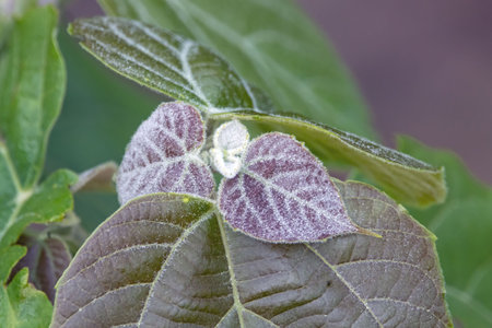 Fresh leaves of a false white teak tree, Mallotus nudiflorusの写真素材