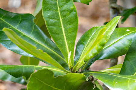 Leaves of a cutnut tree, Barringtonia proceraの写真素材