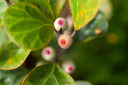 Fruits of a mistletoe fig shrub, Ficus deltoideaの写真素材