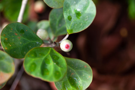 Fruits of a mistletoe fig shrub, Ficus deltoideaの写真素材