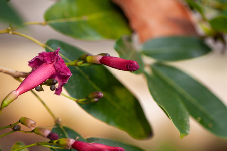Blossom of the trumpet tree species Tabebuia haemanthaの写真素材