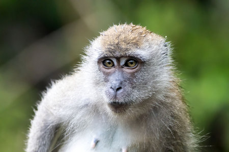 A crab-eating macaque, Macaca fascicularis, in a tree.