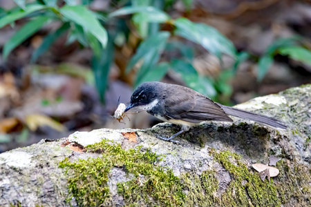 A Malaysian pied fantail, Rhipidura javanica, with prey on a branchの写真素材