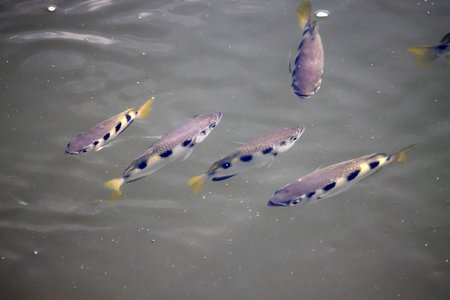 A group of Banded Archerfishes, Toxotes jaculatrix, in muddy water