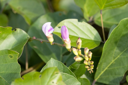 Blossoms of a jack bean plant, Canavalia ensiformis