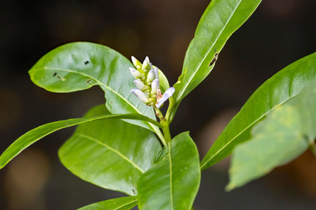 Flowers and fruits of a holy mangrove tree, Acanthus ilicifoliusの写真素材