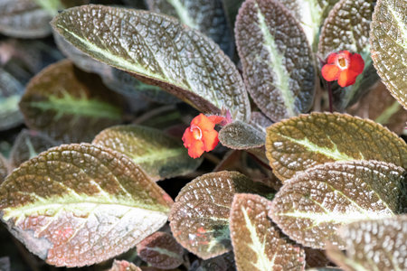 Flower of a flame violet, Episcia cupreataの写真素材
