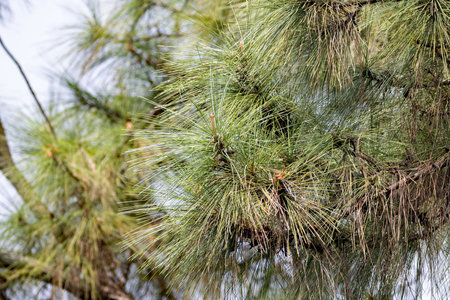 Needles of a Khasi pine tree, Pinus kesiya
