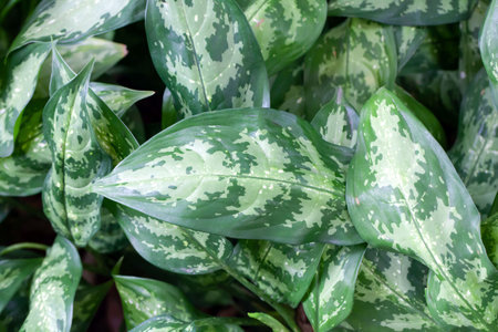 Foliage of a poison dart plant, Aglaonema commutatumの写真素材