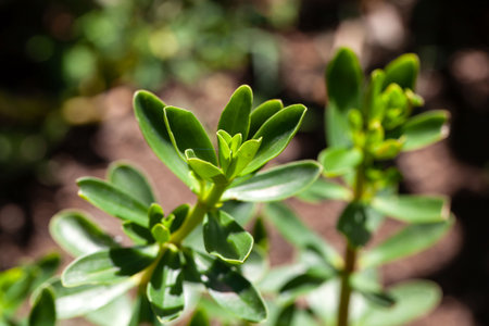 Leaves of the pepper species Peperomia inaequalifolia, a local medical and food plant.