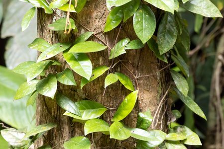 A trailing fig, Ficus sagittata, on a tree in a rainforest.