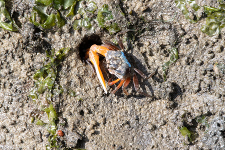Orange fiddler crab, Gelasimus vocans, on a mangrove mudflat in Southeast Asiaの写真素材