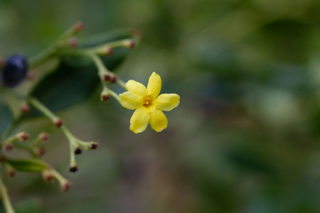 Flower of a yellow jasmine, Jasminum odoratissimum, a species from the Canary Islands.の写真素材