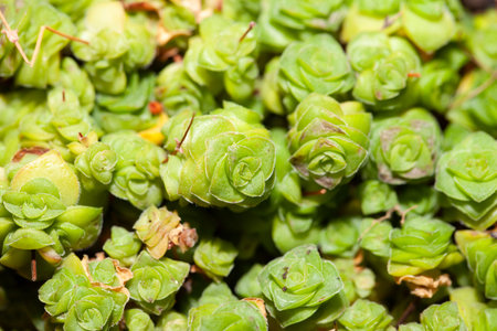 Leaves of a Crassula socialis plant, a rare succulent plant from South Africa.