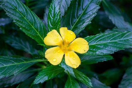 Flower of a yellow alder plant, Turnera ulmifolia