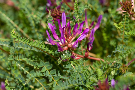 Blossoms of a Montpellier milkvetch, Astragalus monspessulanus