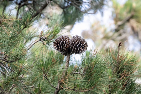 Cones of an Italian stone pine, Pinus pinea, on a tree.の写真素材