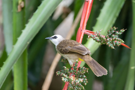 A yellow vented bulbul, Pycnonotus goiavier, in a bush.の写真素材