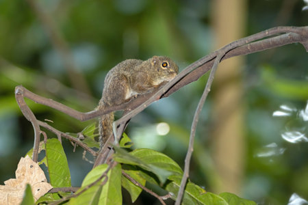 A slender squirrel, Sundasciurus tenuis, on a tree in a rainforest in Southeast Asiaの写真素材