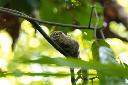A slender squirrel, Sundasciurus tenuis, on a tree in a rainforest in Southeast Asiaの写真素材